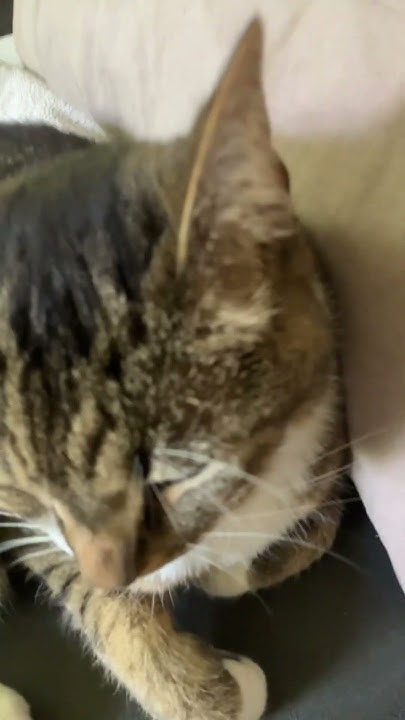 will-my-cat-be-the-next-chocolate-covered-strawberry-chocolate