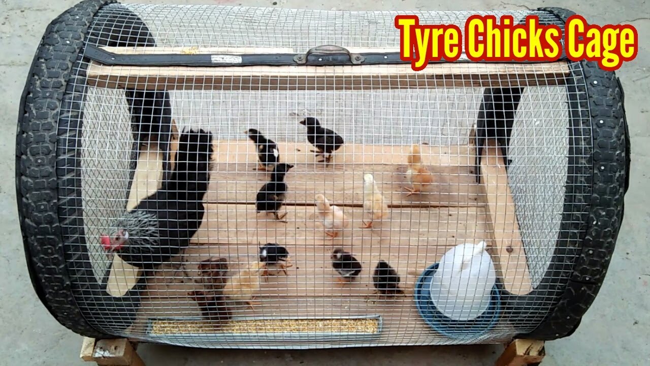 How Do You Make Chicks Cage at Home \\ Tyre Chicken Cages \\ DIY