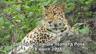 Дальневосточный леопард Рона 28 июня 2018 г. Дальневосточный леопард Рона 28 июня 2018 г.