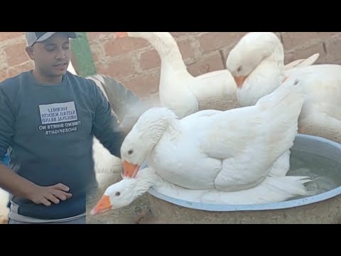 اسباب تاخر الوز عن البيض مع علاجه لو لقتى الجزء ده موجود عالجيه بسرعه للاستعداد لموسم التزواج