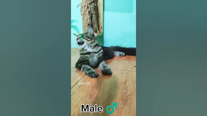 Video 7486551: adopt mainecoon cat, male mainecoon cats