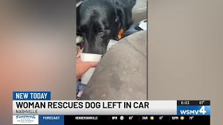 Woman rescues dog from hot car, owner not charged