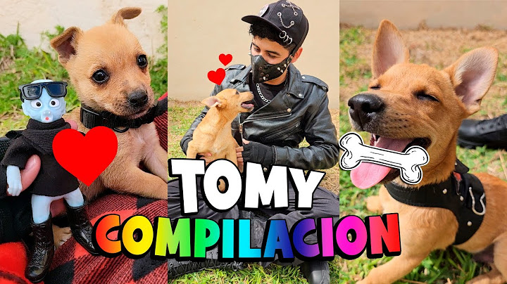 🥹 El RESCATE de TOMY 🐶 COMPILACION (Completa) 💖 #tomy #rescate #perritos #funny #humor #cute #love