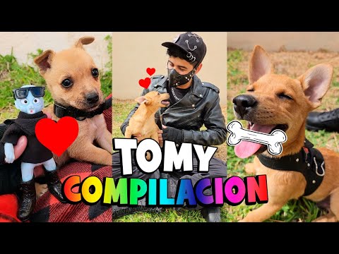 Video: Cute Comic muestra cómo es adoptar un perro de rescate