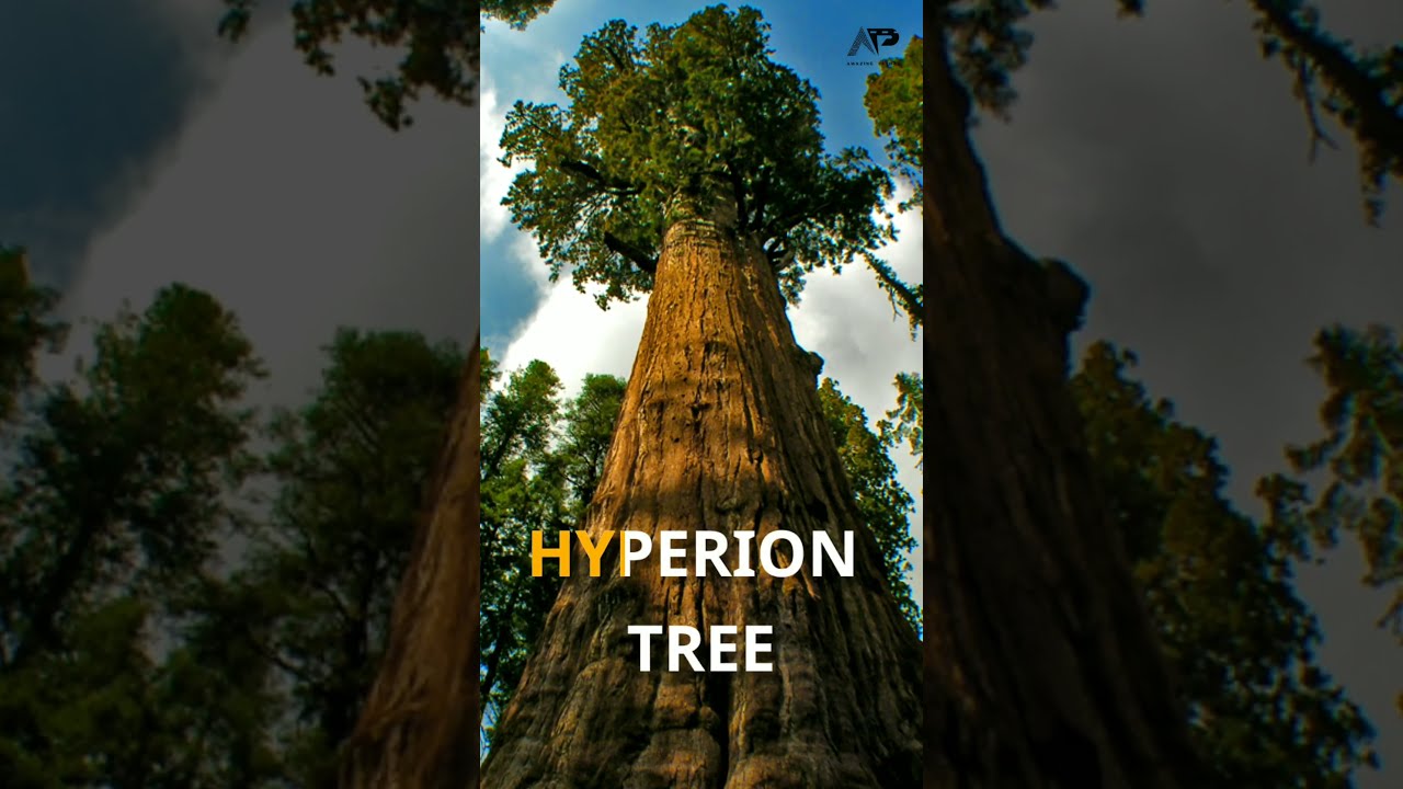 World s Tallest Tree Hyperion Tree YouTube World s Tallest Tree Hyperion Tree YouTube