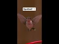Hummingbird at 6000FPS! 🎥