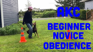 AKC Beginner Novice Obedience BN Exercises Explained and Demonstrated