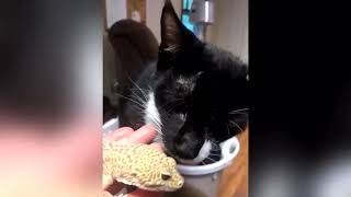 Funniest Pet Videos That Cure Our Blues! by Pet Comedy 164 views 10 months ago 29 seconds