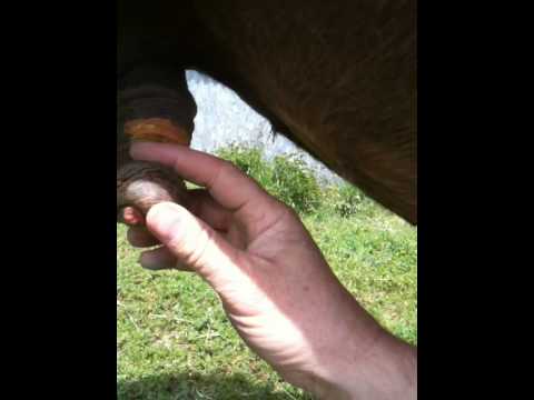 How to Horse Sheath Cleaning Part 2 - Locating the Bean - Horse Care - Rick Gore Horsemanship ▶5:56 