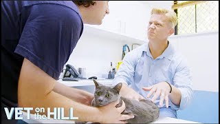 Adorable Kitten Rescued From Aggressive Dog | Vet On The Hill