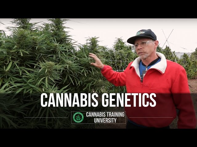 Cannabis Genetics - Cannabis Training University