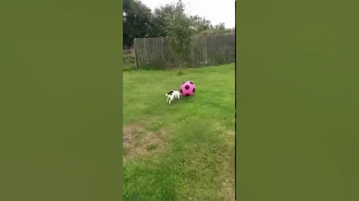 Dudley enjoying his big pink ball - he's 'special'