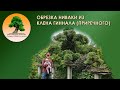 Обрезка клена приречного (ниваки)