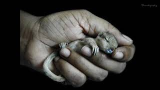 Rescue of Indian Palm Squirrel&#39;s Babies | Delhi, India |