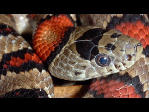 Snakes! Behavior, Feeding and Diversity