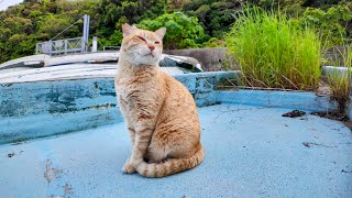 The ferry terminal reception cat taking an afternoon break