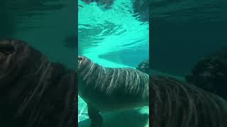 African Hippos Are Back In Ituri Forest