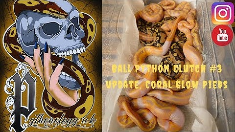 Ball Python - Clutch #3 Update, Coral Glow Pieds!!!!!