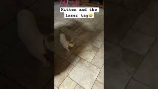 Laser tag for kitten | laser tag and cat