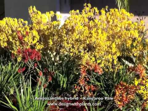 Anigozanthos hybrids - Kangaroo Paw