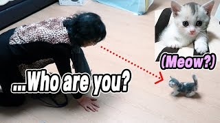 My Mom's Reaction When I Adopted a Baby Cat Secretly From Her // 고양이 싫다던 우리 엄마.. 직접 고양이 본 반응은?