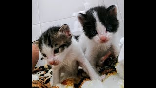 Gatinhos com 10 dias de vida, tirados da mãe, veja como cuidar de gatinhos órfãos. Para doação