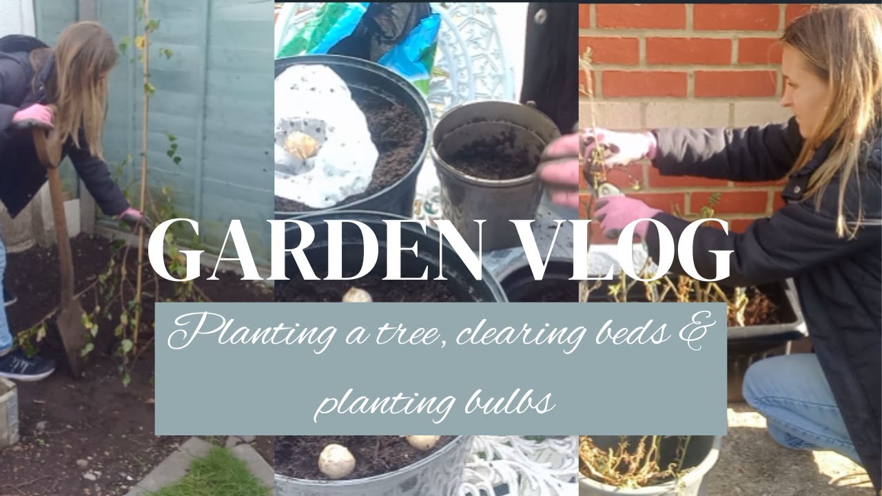 Planting a tree Clearing beds & Planting bulbs YouTube