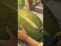 What is a Jackfruit called in your language? #villagecooking #indianvillagelife #ghiblistyle #asmr