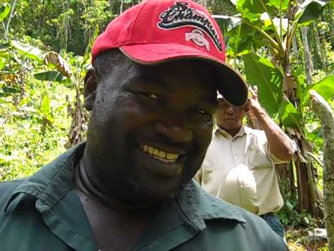 Maya Nut (Brosimum alicastrum) flowers