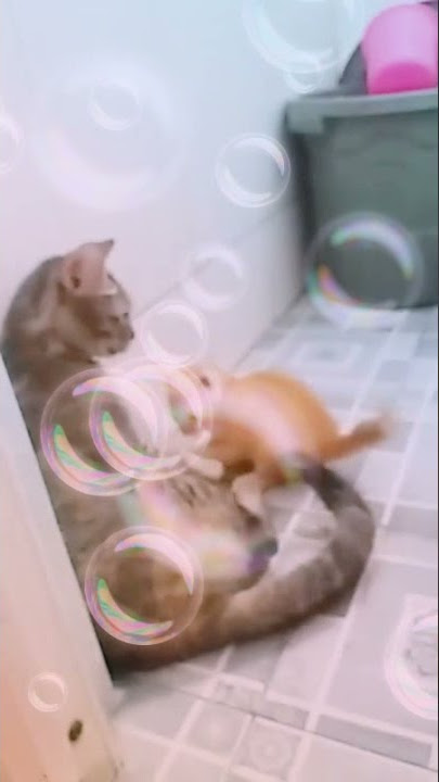 Mama chiko lagi mandi #Mandituhdikamarmandi😆