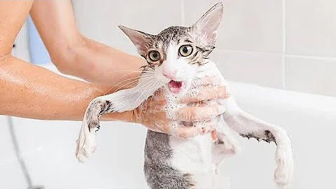 Video 8968681: hilarious cat dog compilation, funniest cats dogs compilation, hilarious funny compilation cats, cat bath, cat grooming, cat pets, pet shower, pet living