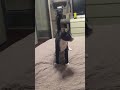 نجات Cat Dover S Epic Toy Mouse Chase پرورش یک قهرمان واکشی نجات Cat Dover S Epic Toy Mouse Chase پرورش یک قهرمان واکشی