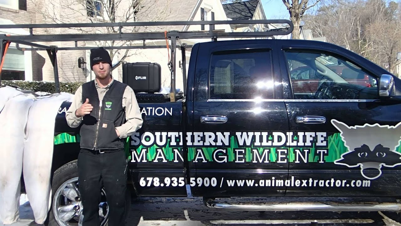 removal of fallopian tube Bee - Hornet Removal | Alpharetta Johns Creek Cumming