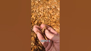 #minelab #equinox800 #metaldetecting #arizona #ring #gold