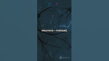 Astrocytes: The Brain