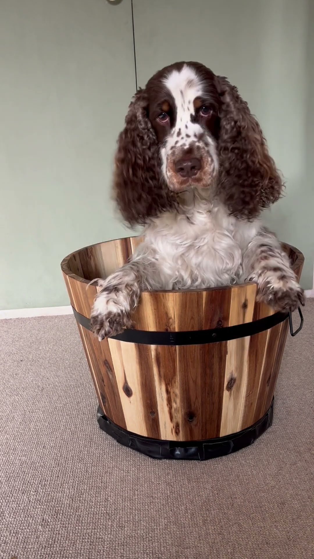 Bonnie and Simba Hide in a Bucket || ViralHog