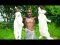 GIANT WHITE RABBIT HUNTING IN WILD | Primitive Technology | Village Grandpa Hunting big Rabbit