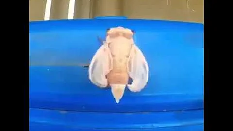Como se chama a troca de exoesqueleto?