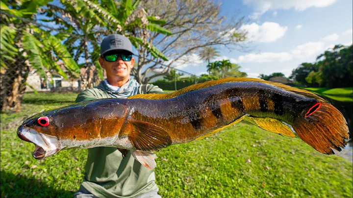 Most INVASIVE FISH in Florida...Catch Clean Cook (Bullseye Snakehead) - DayDayNews