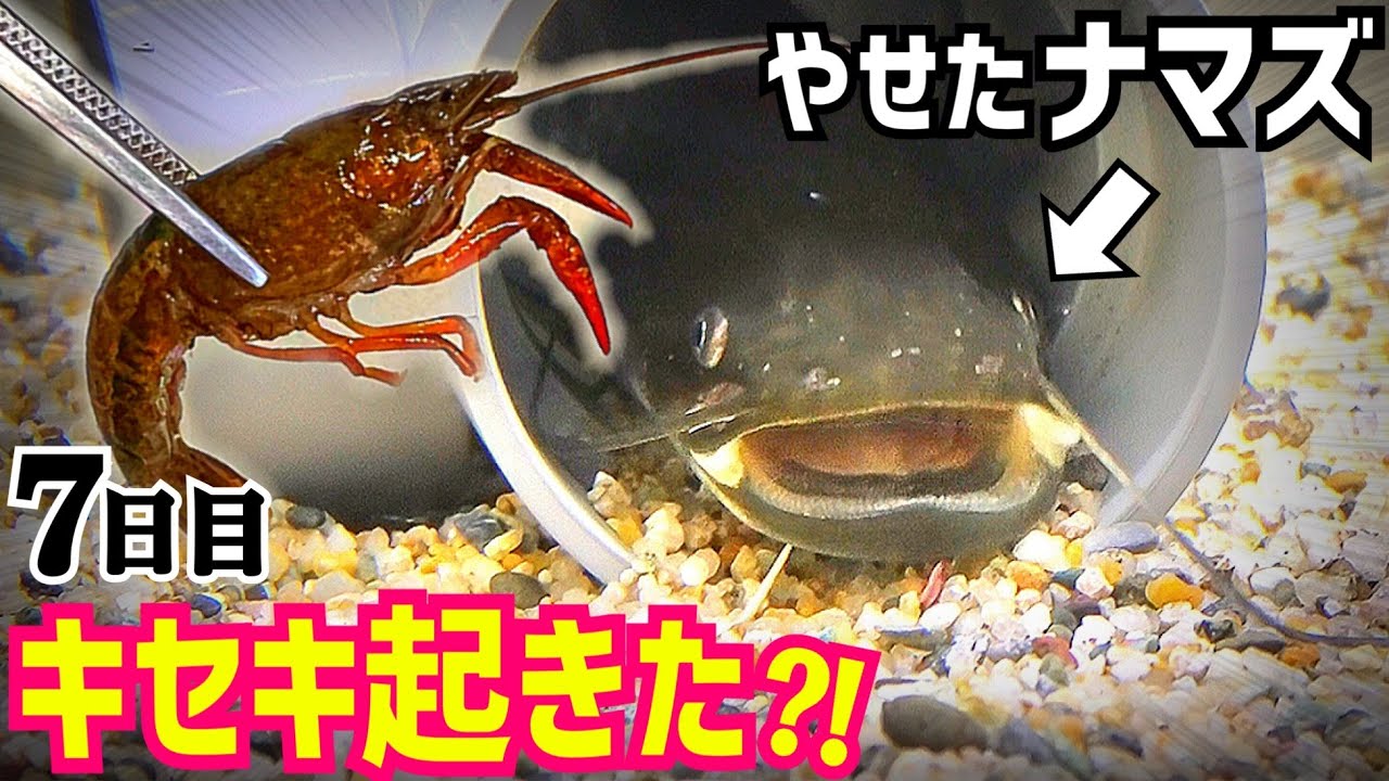 やせた腹ペコのナマズにザリガニ与えたら 待て を覚えた 痩せたナマズ7日目 Youtube