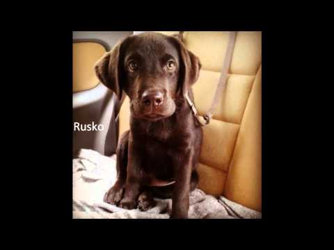 Facebookin Labradorinnoutajaryhmän Uuden