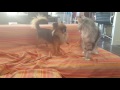 Dog chihuahua vs cat Maine coon