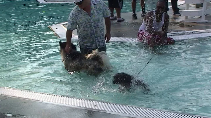 Dog Swim at Kittrell Pool, White Plains, NY