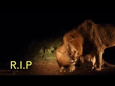 R I P Farewell Warrior Nhenha Saving The Kambula Legacy