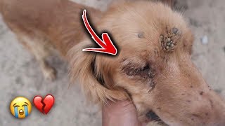 انقاذ كلبي روكي من الموت بعد هجوم حشرة القراد على جسمه كامل !!