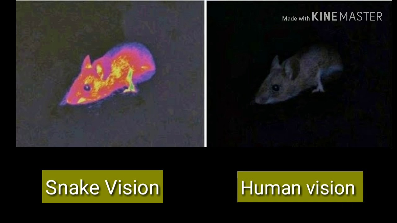 Видят ли мыши в темноте. Инфракрасное зрение у змей. Инфракрасное излучение мышь. Ультрафиолетовое зрение у животных. Инфракрасное зрение у животных.