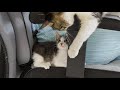 The Rescued Kitten Wants To Hide Behind Me To Avoid the Big Cat │ Episode.82