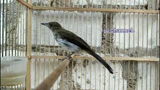 suara Pancingan burung siri siri besar Sumatra