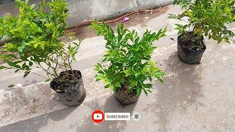 Bán buôn bán lẻ cây chuỗi ngọc bầu to cây cao đẹp 0977973535