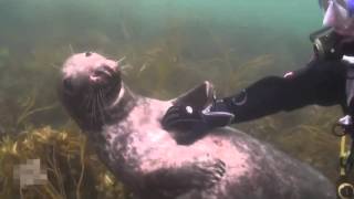 Cutie Diver Is Playing With A Very Friendly Seal Милашка Тюлень